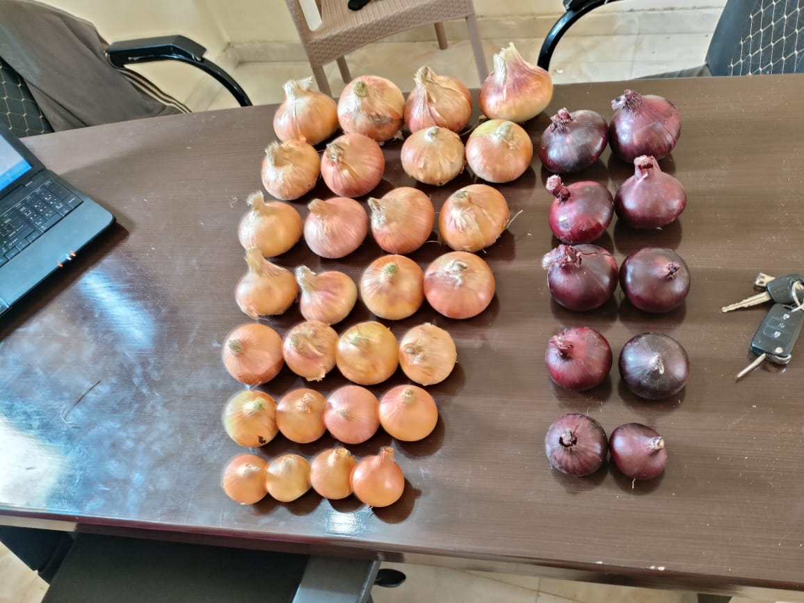 Onions 9