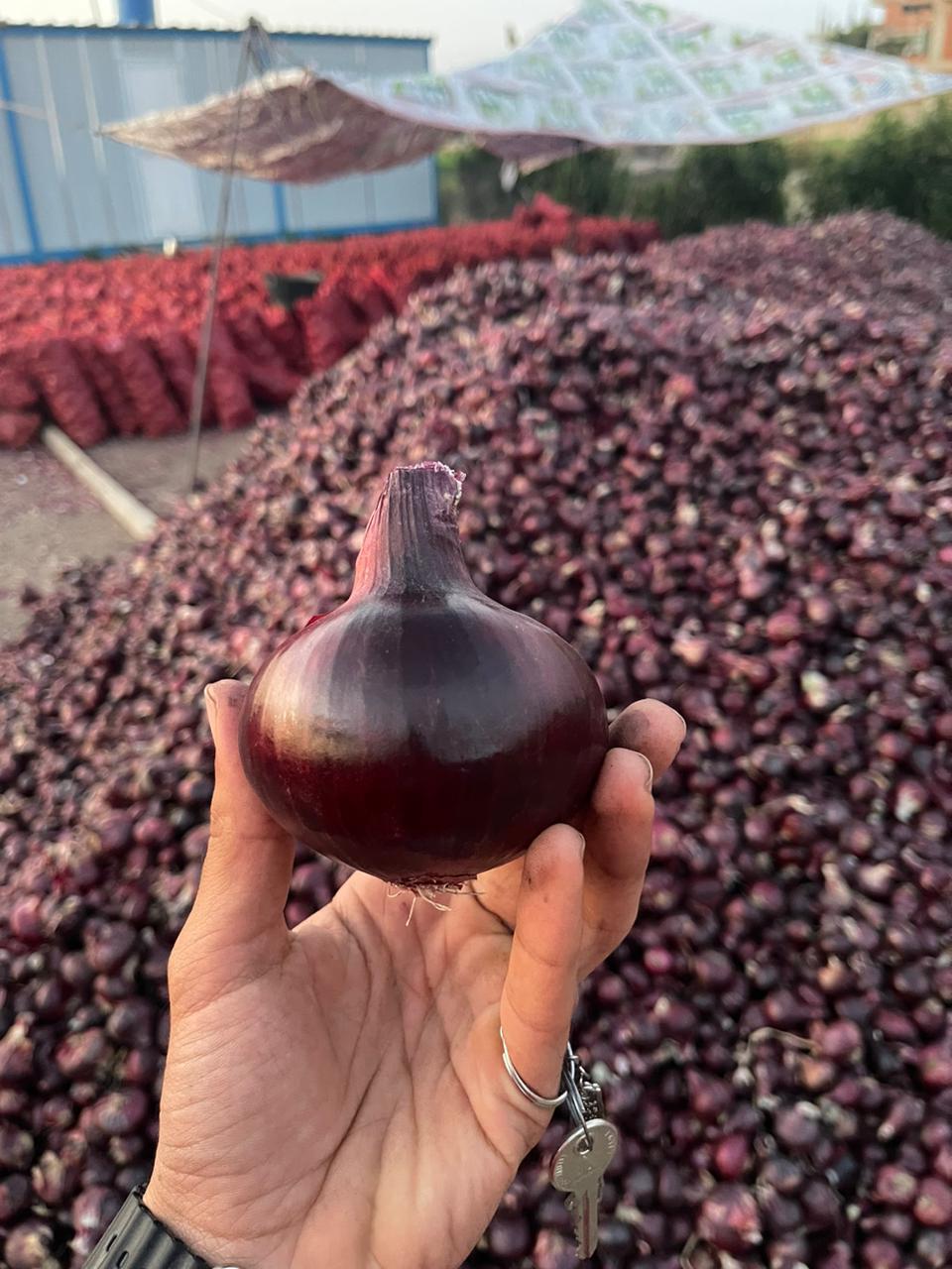 Onions 4