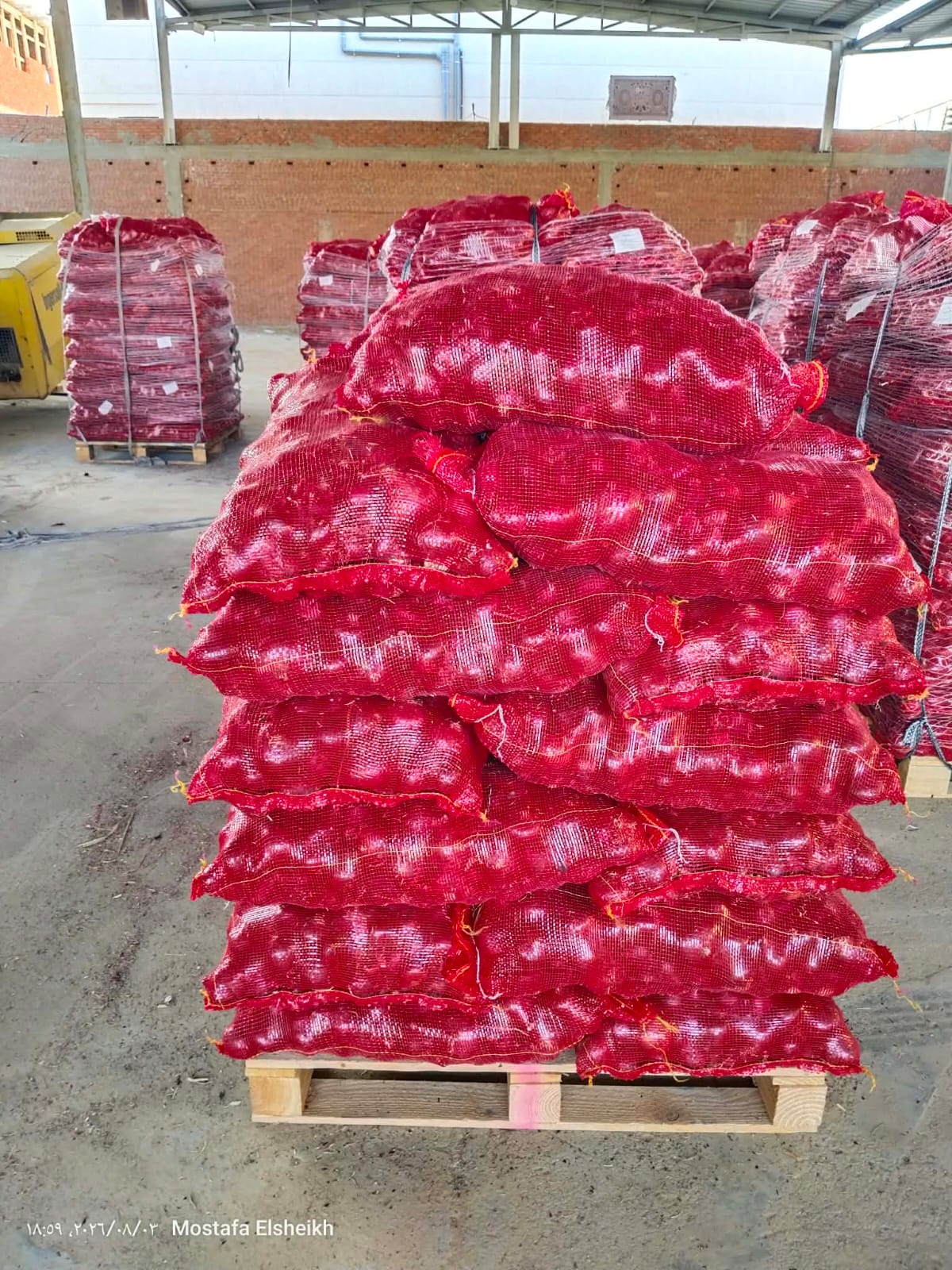 Onions 7