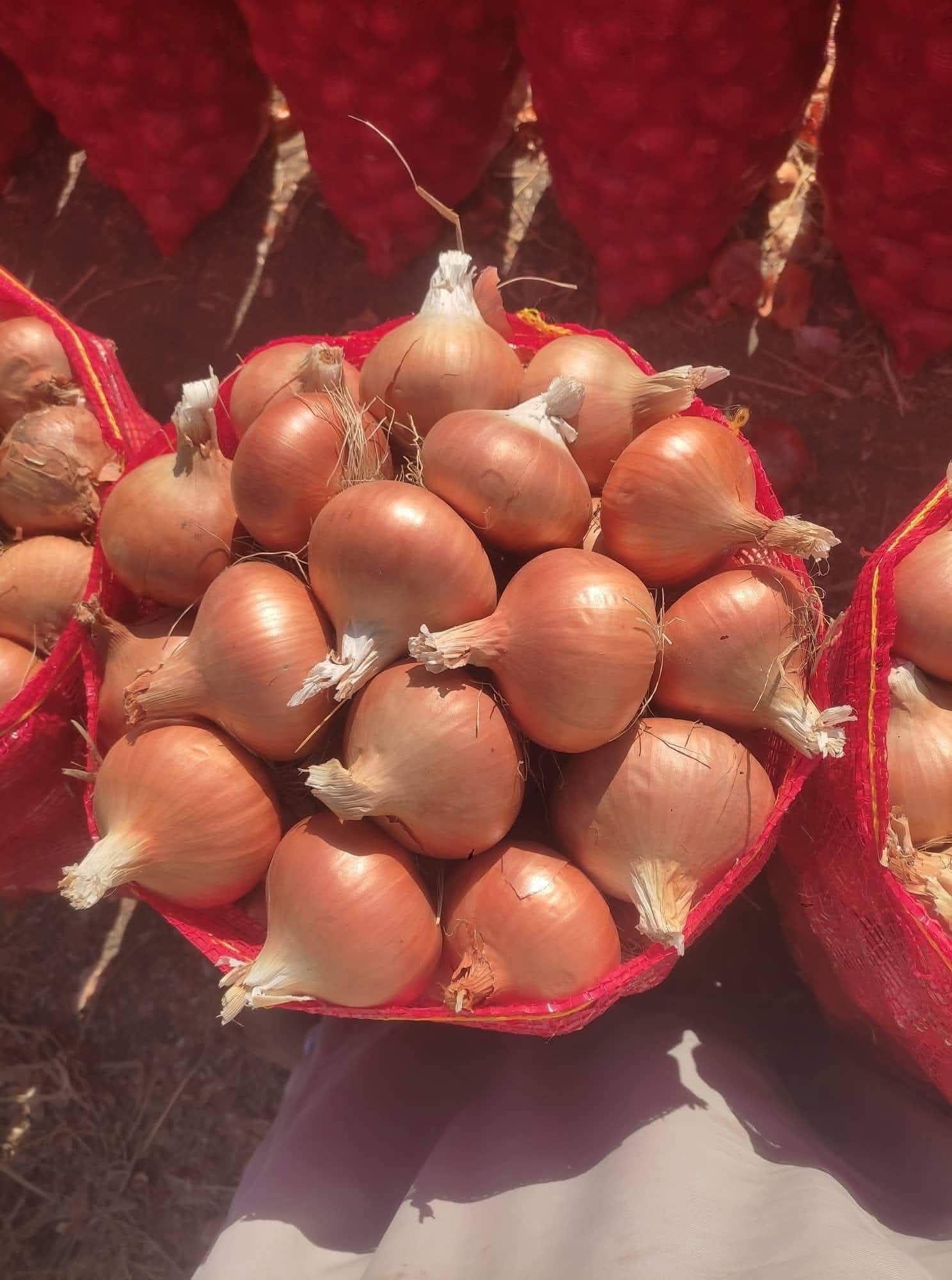 Onions 5