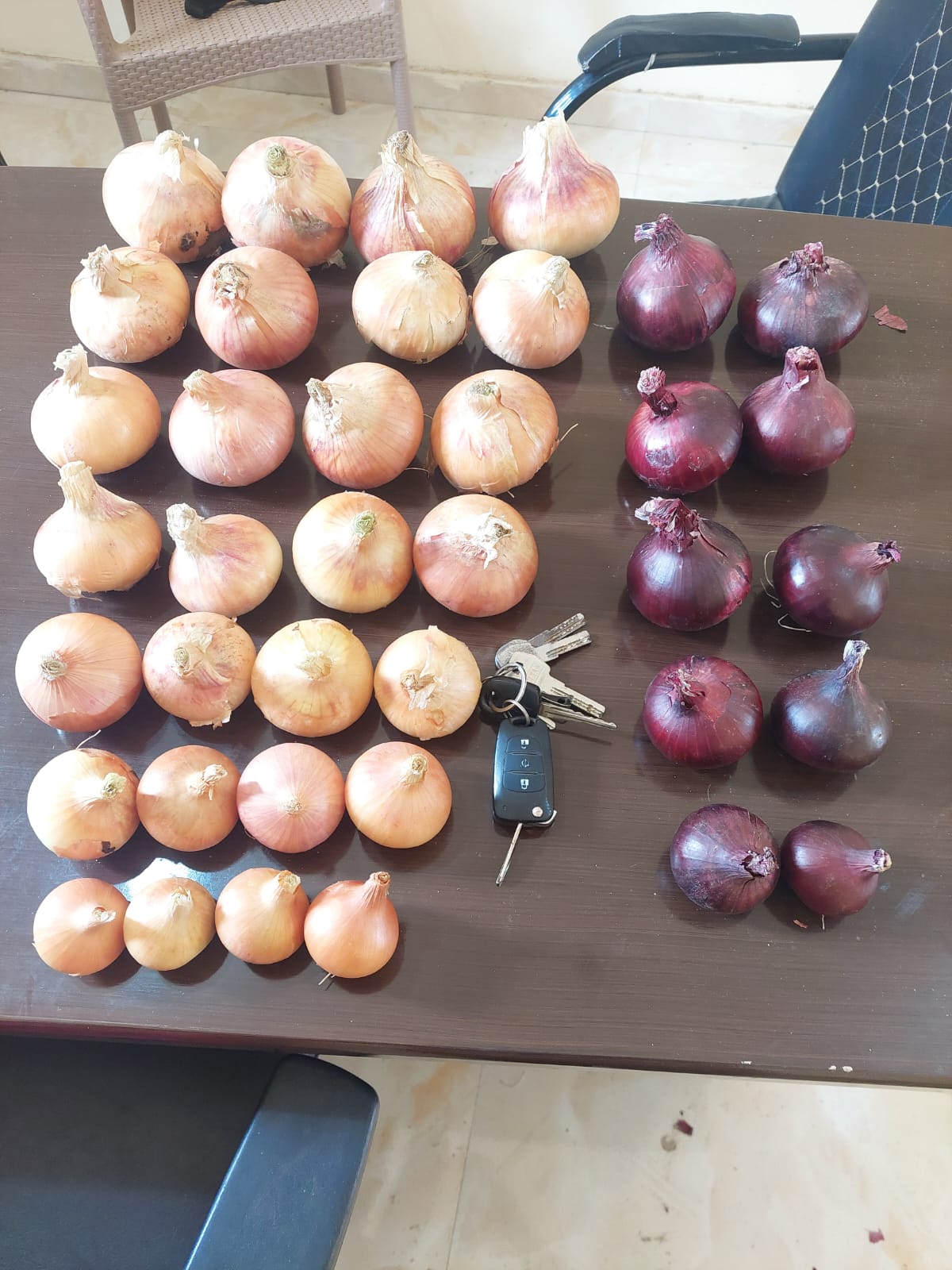 Onions 8