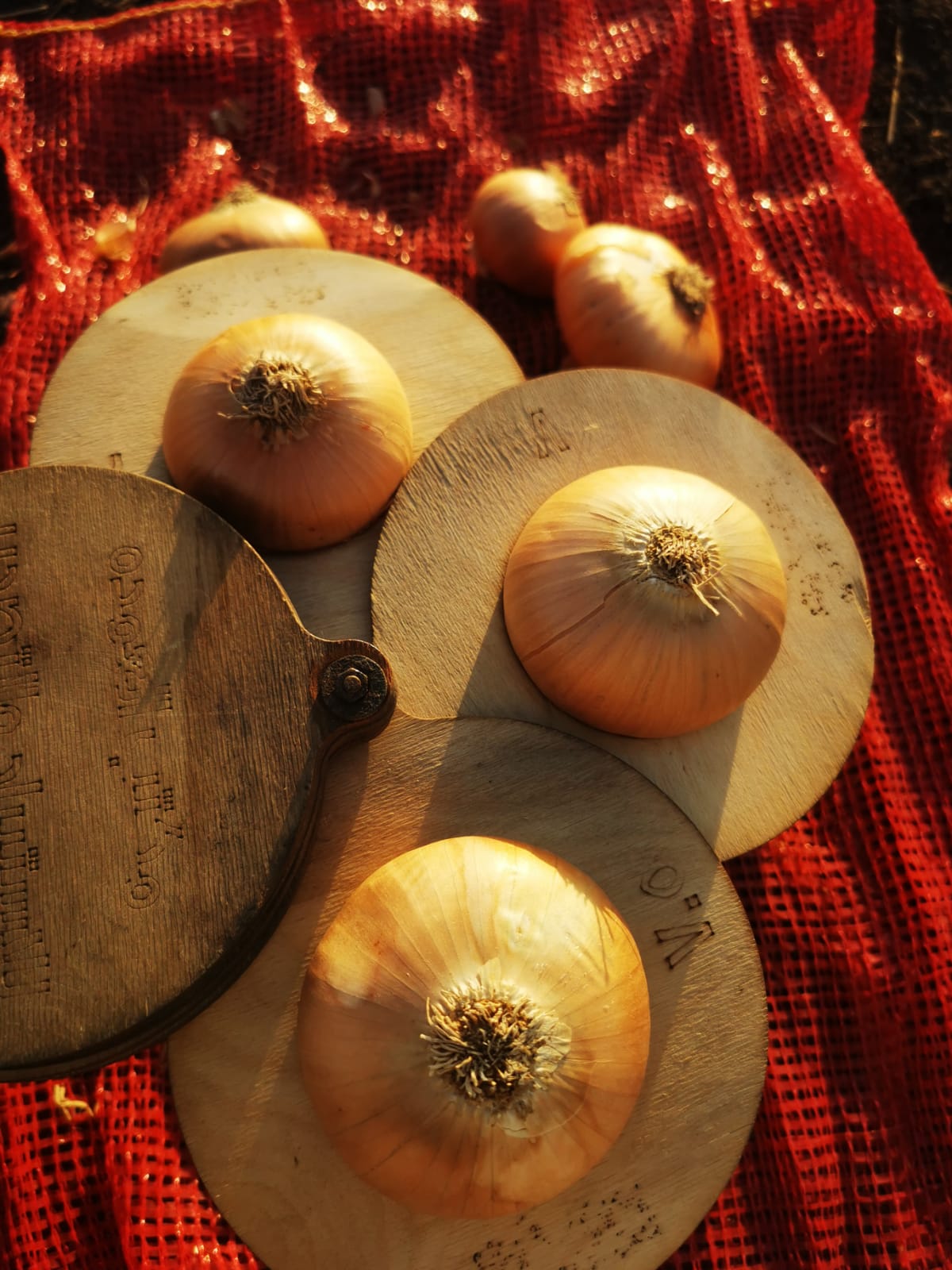 Onions 10