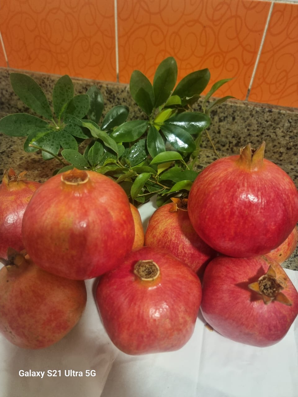 Pomegranates 8