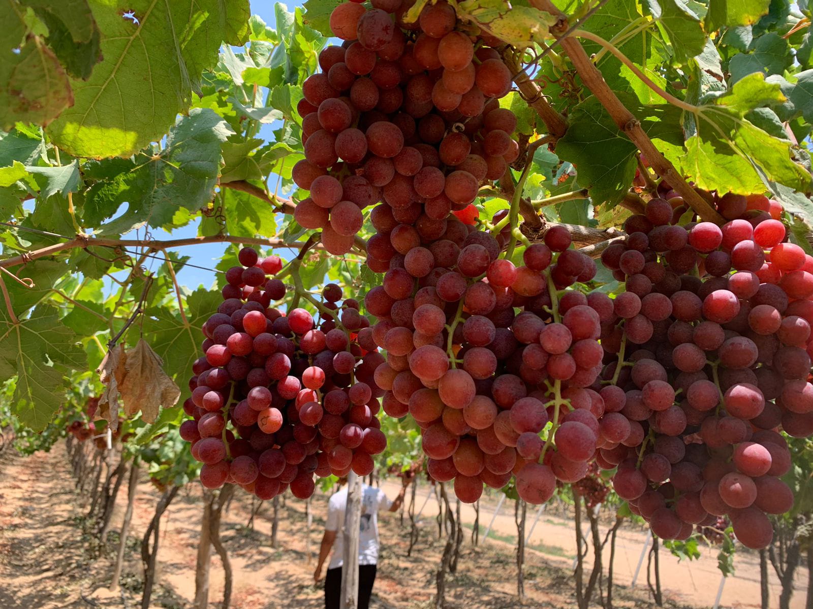 Grapes 7