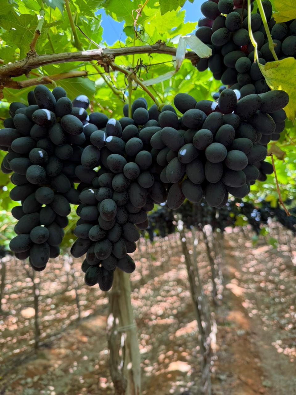 Grapes 5