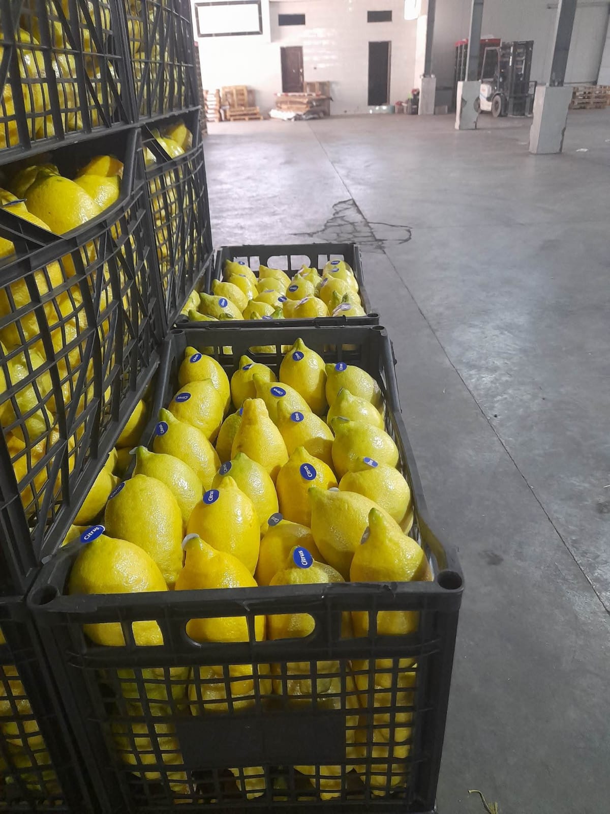 Lemons 4
