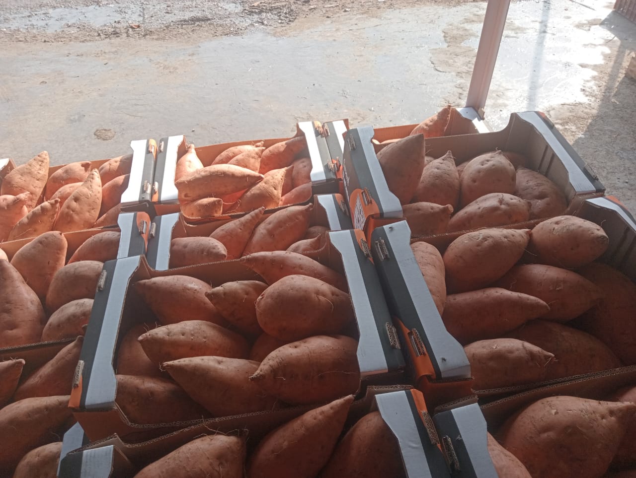 Sweet Potatoes 3