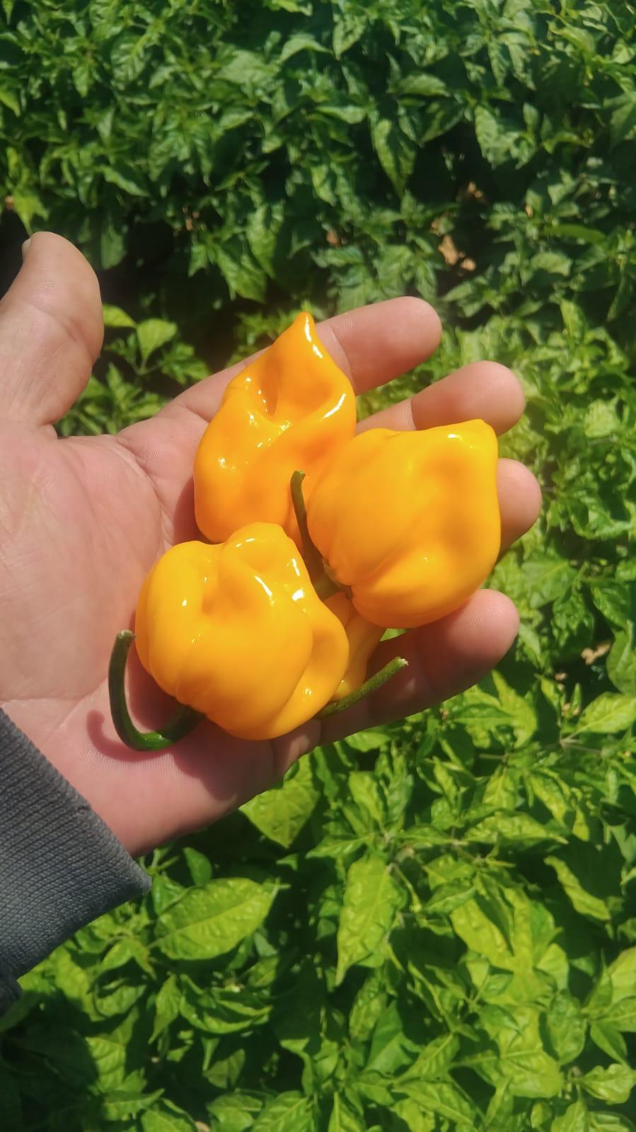 Peppers 5