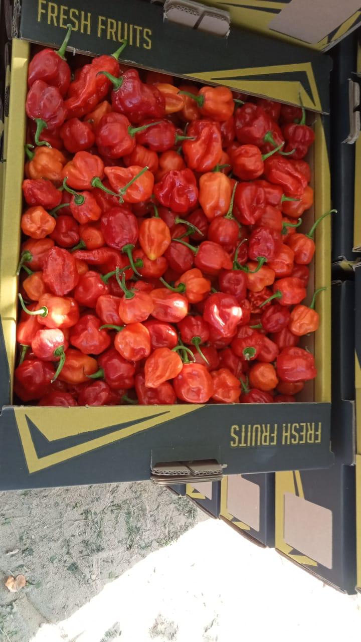 Peppers 6