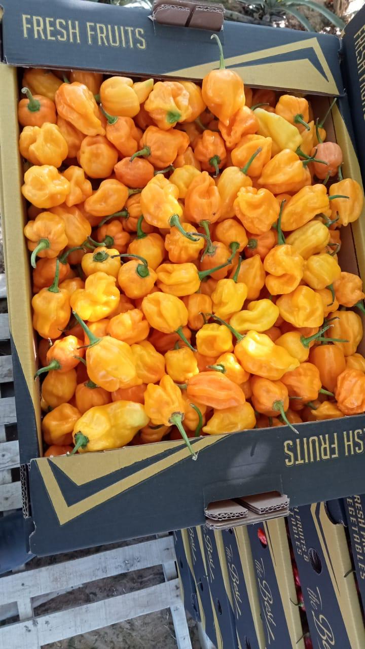 Peppers 3