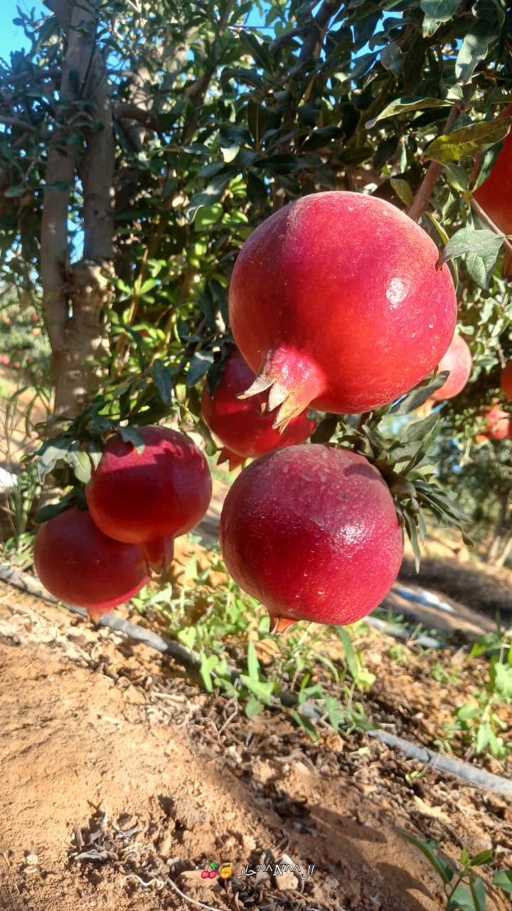 Pomegranates 4