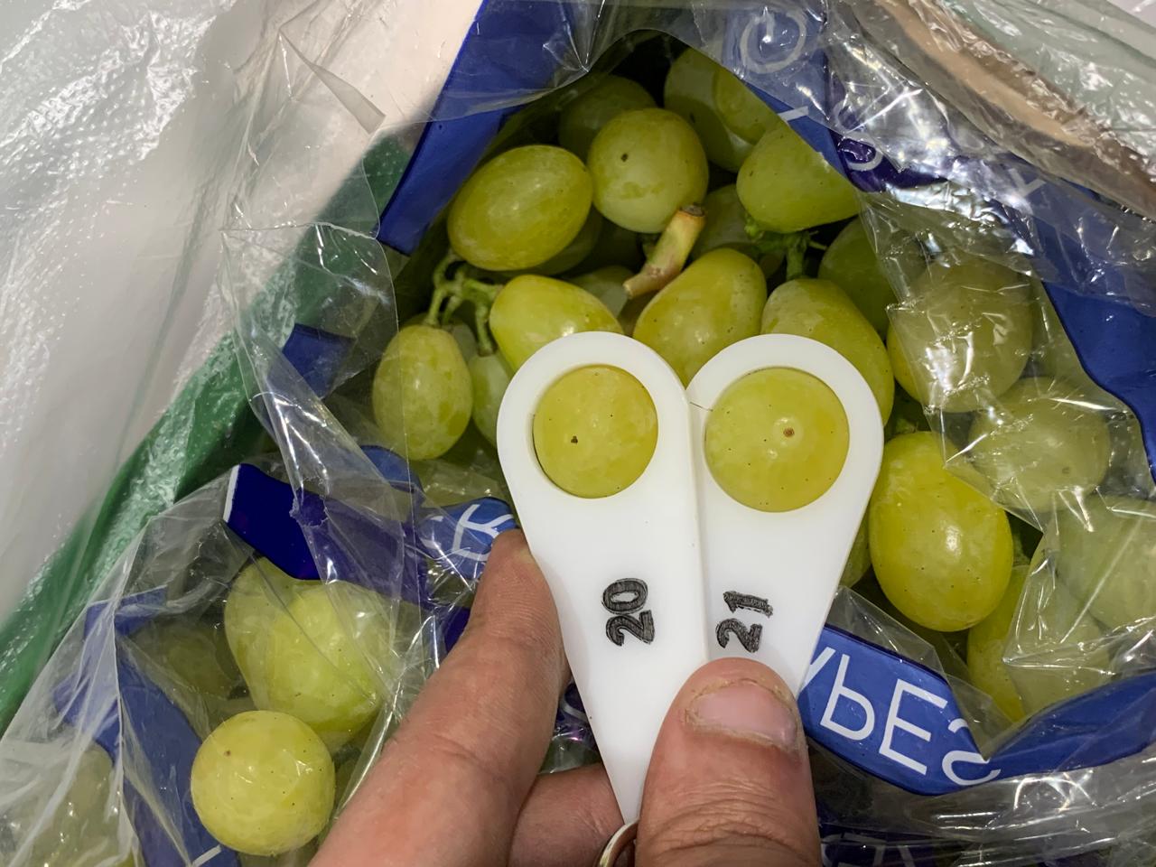Grapes 3