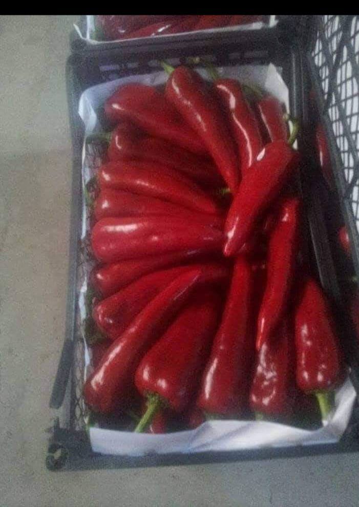 Peppers 10