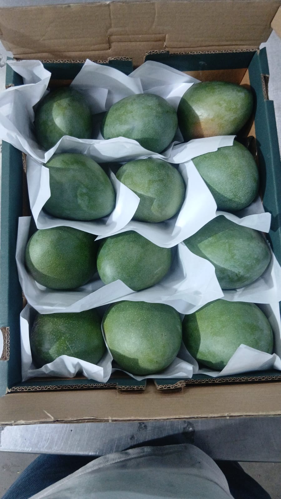 Mangoes 3