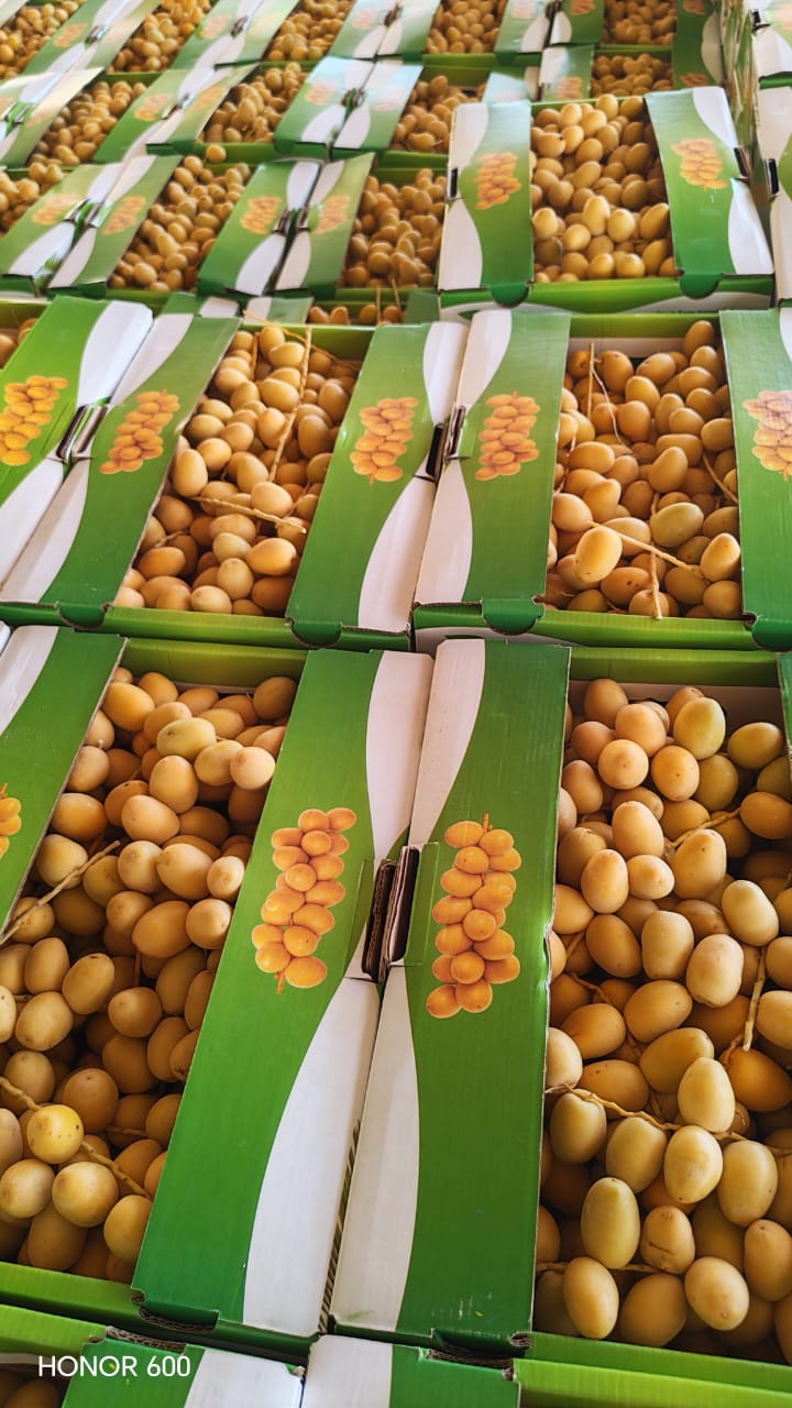 Barhi Dates 2