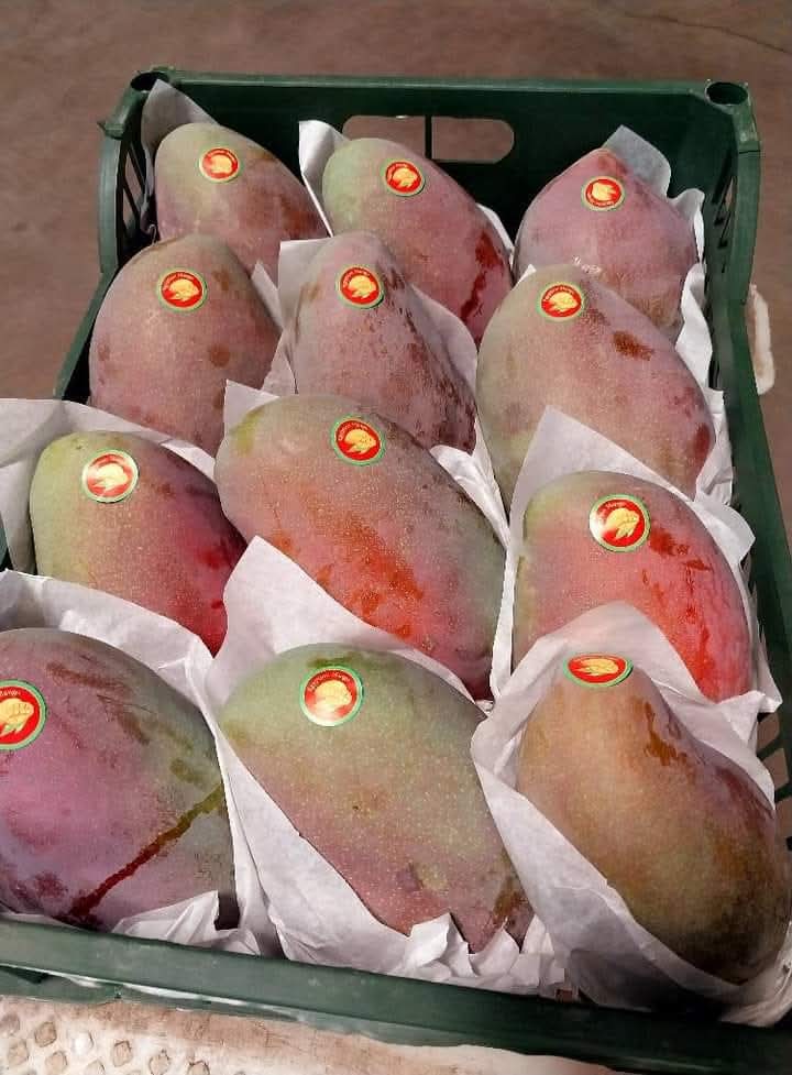 Mangoes