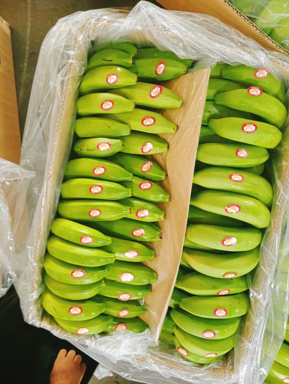 Bananas 2
