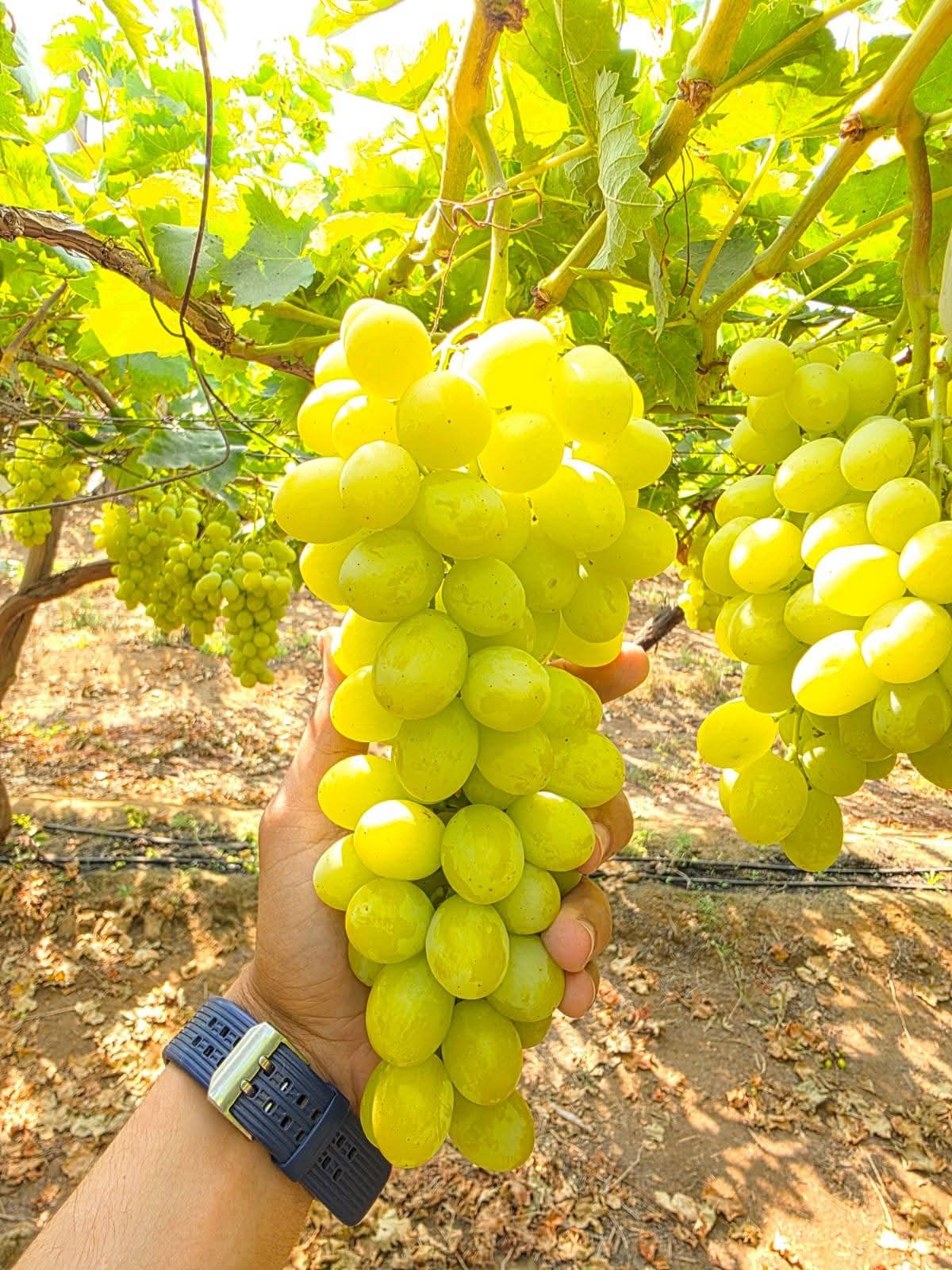 Grapes