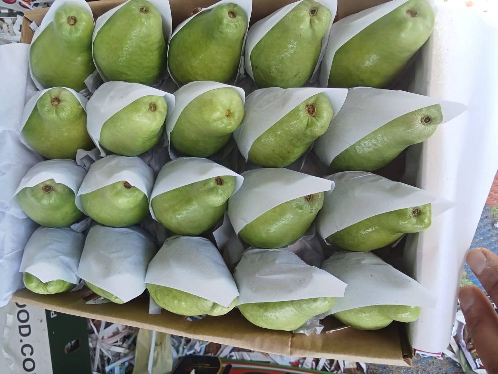 Guava 2