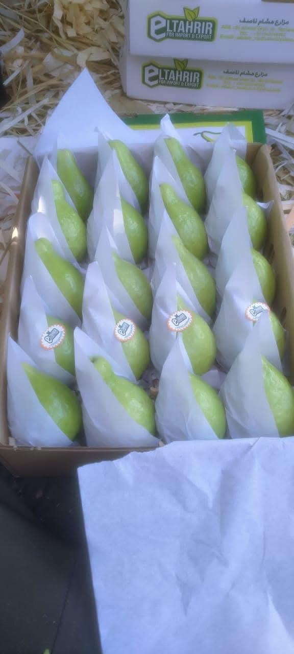 Fresh Egyptian agricultural produce from Cairo Sky