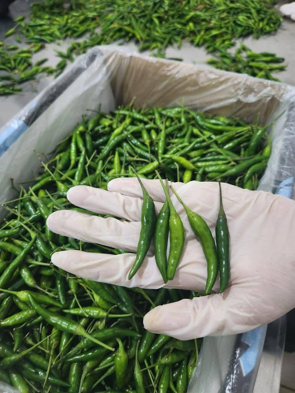 Fresh Egyptian agricultural produce from Cairo Sky